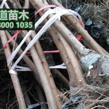 脆紅李子苗,重慶脆紅李苗批發(fā)價(jià)格