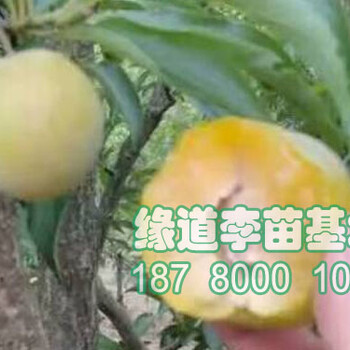 蜂糖李子樹苗,2018蜂糖李樹苗批發(fā)價(jià)格
