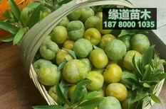 蜂糖李树苗价格,贵州哪里有蜂糖李子树苗卖图片5