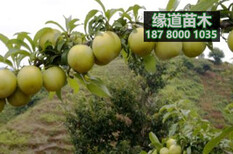 蜂糖李树苗价格,贵州哪里有蜂糖李子树苗卖图片1