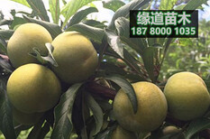 蜂糖李树苗价格,贵州哪里有蜂糖李子树苗卖图片2