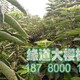 大樱桃苗3