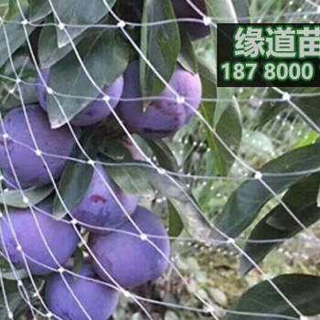 五月脆李樹苗價格,四川五月脆李子苗多少一株