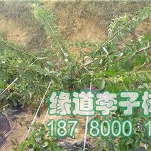 李子苗价格,李子苗多少钱一株图片