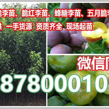 四川李子苗價(jià)格,晚熟李子樹苗批發(fā)價(jià)格