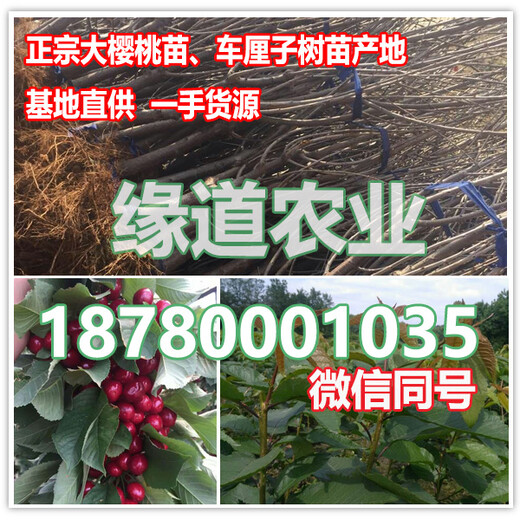 重庆车厘子树苗种植基地,重庆车厘子苗在哪里能买到