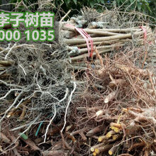 批发脆红李子树苗,1-3公分脆红李子树苗价格图片