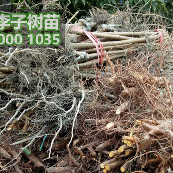 2018李子苗價(jià)格,李子樹苗批發(fā)