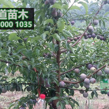 眉山五月脆李苗,四川五月脆李子樹苗批發(fā)價(jià)格