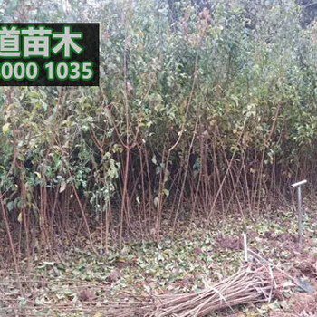 批發(fā)五月脆李樹苗,1公分五月脆李樹苗價格