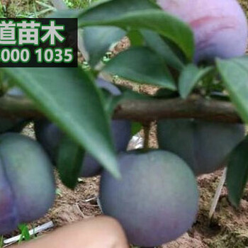 鳳凰李苗批發(fā),鳳凰李樹苗,2公分鳳凰李苗價格