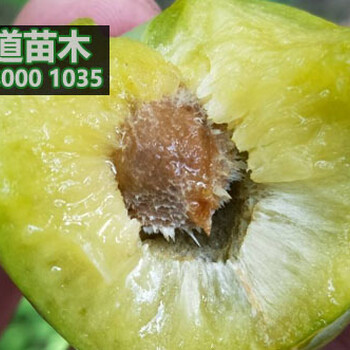 青脆李苗價格,2018青脆李苗多少錢