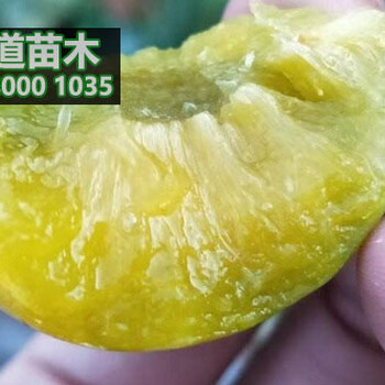 青脆李子苗批發(fā)價(jià)格,青脆李苗哪里有賣