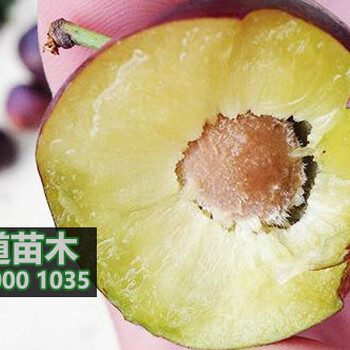 脆紅李子苗那里有,1-5公分脆紅李子苗批發(fā)價格
