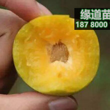 蜂糖李子树苗价格,1-5公分蜂糖李子树苗多少钱一株图片