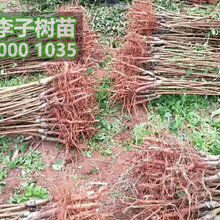 晚熟李子苗价格、批发李子树苗种植基地图片