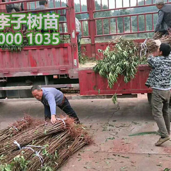 2018李子樹苗價格,李子樹苗批發(fā)基地
