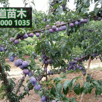 鳳凰李苗批發(fā)價(jià)格,2018鳳凰李子樹苗基地