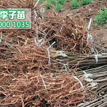 李子苗批發(fā),李子苗價格,好吃的晚熟李子苗哪里