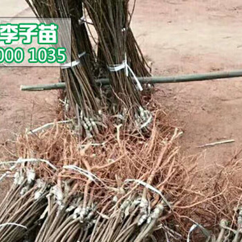 李子苗價(jià)格,李子苗那里有,李子苗批發(fā)行情