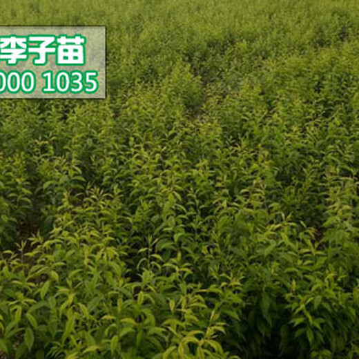 蜂糖李子树苗种植基地,1公分蜂糖李苗价格