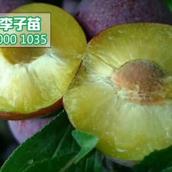 脆紅李樹(shù)苗價(jià)格,今年重慶脆紅李子苗報(bào)價(jià)