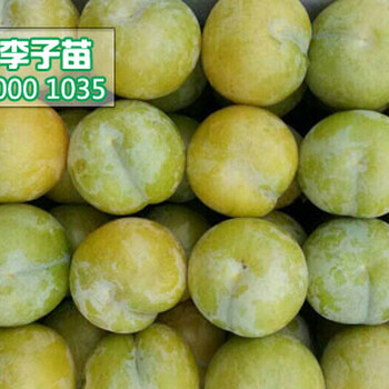 四川蜂糖李苗價(jià)格,四川蜂糖李子苗多少錢一株