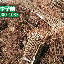 早熟李子苗,李子苗培育厂家图片