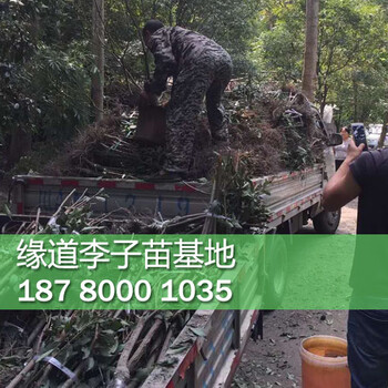 李子苗多少錢一棵李子樹苗新品種有哪些?