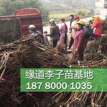李子苗价格多少李子树苗市场出售报价图片