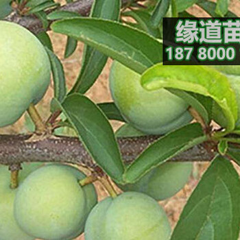 2公分蜂糖李苗價格行情、2019年蜂糖李苗多少錢