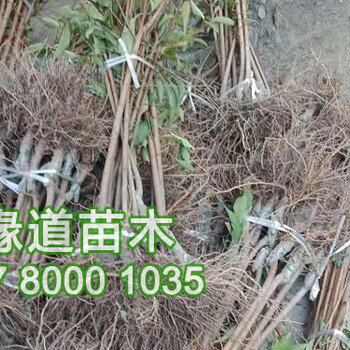 重慶脆紅李子苗,重慶脆紅李子苗批發(fā)價格