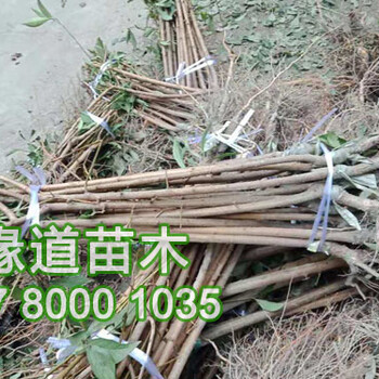 那里有脆紅李樹苗批發(fā)，2019年脆紅李子樹苗價格多少一株