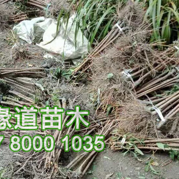 湖北李子苗批發(fā)價格,2019年李子苗出售基地