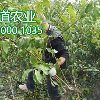 鳳凰李子苗價格情況、2公分鳳凰李子樹苗批發(fā)基地