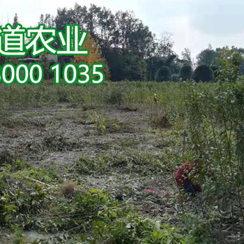 汶川李子苗批發(fā)價格,2019年李子苗報價行情