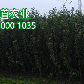 2019鳳凰李樹苗價(jià)格、鳳凰李樹苗批發(fā)多少錢一棵