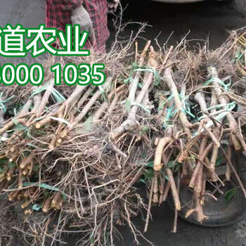 五月脆李子樹(shù)苗哪家好、2019年五月脆李樹(shù)苗培育基地