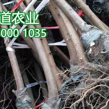 李子苗批發(fā),李子苗培育基地