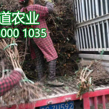 2019李子苗報(bào)價(jià)、李子苗銷(xiāo)售價(jià)格