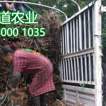 2019年李子苗價(jià)格,李子苗批發(fā)哪里有賣