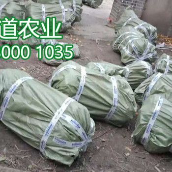 2019年蜂糖李苗多少錢一棵、蜂糖李子樹苗報價行情