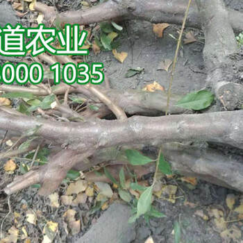 貴州李子樹苗批發,2019年李子樹苗報價市場