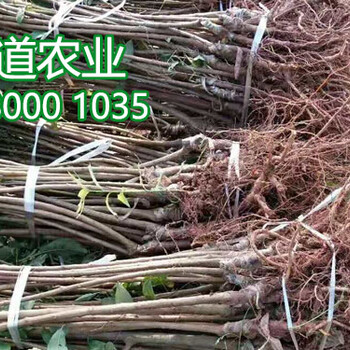 三年青脆李樹苗、青脆李樹苗批發(fā)價(jià)格