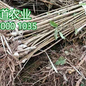 蜂糖李樹苗批發(fā)、蜂糖李苗哪里有賣的價格多少錢一棵