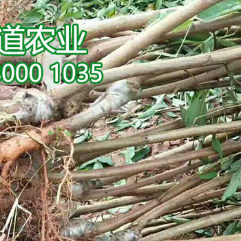 鳳凰李苗批發(fā),鳳凰李苗培育基地