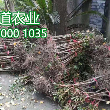 冰糖李子樹(shù)苗批發(fā)價(jià)格、早熟李子苗價(jià)格多少錢一株