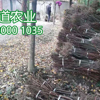 2公分李子苗價(jià)格、2019年晚熟李子苗批發(fā)行情