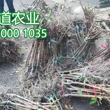 五月脆李子苗哪里賣、批發(fā)五月脆李子苗基地