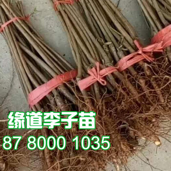 青脆李樹苗批發(fā),青脆李樹苗1公分李子苗價格是多少